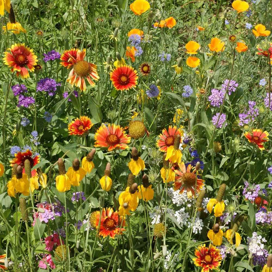 CA Southwest Desert Wildflower Mix (1 oz packet)
